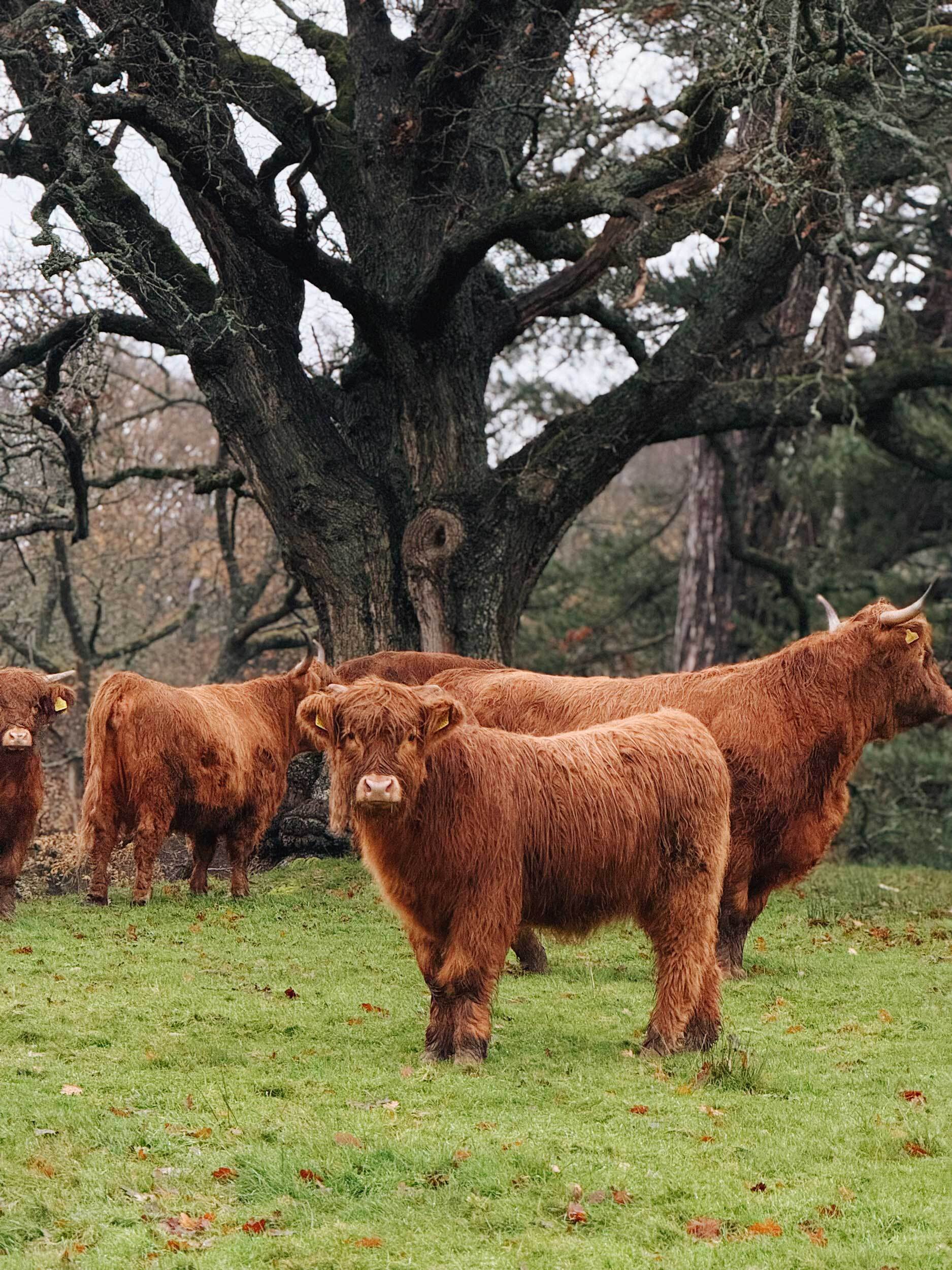 Pale Hall t Photo 06 12 2025 08 56 06